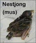musNestjong