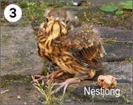 zanglijsterNestjong